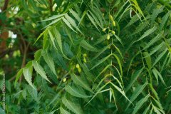 Neem-5
