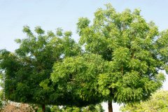 Neem-6