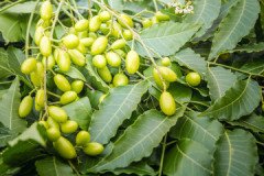 Neem