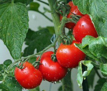 Tomato-6