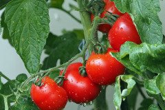 Tomato-6